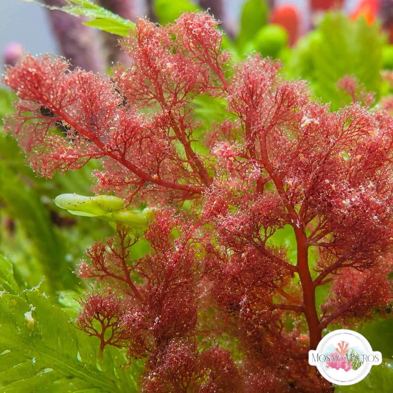 Flamingo Feather Macroalgae | Heterosiphonia gibbesii