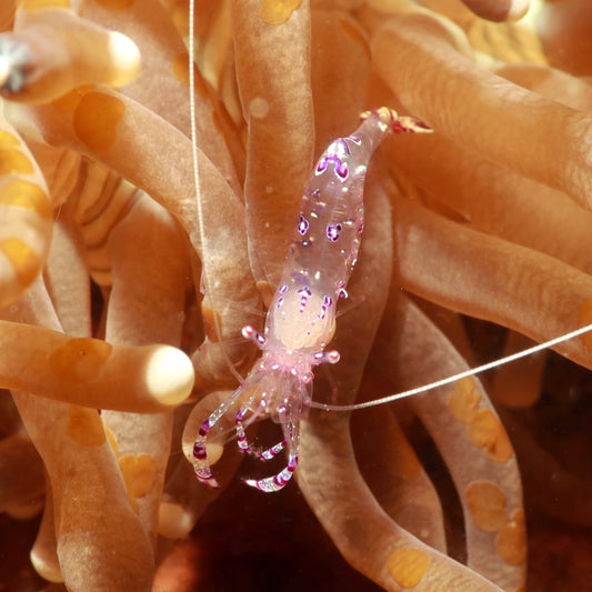 Venus Anemone Cleaner Shrimp | Ancylomenes venustus