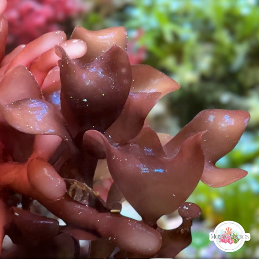 Purple Flames Macroalgae | Unknown sp.