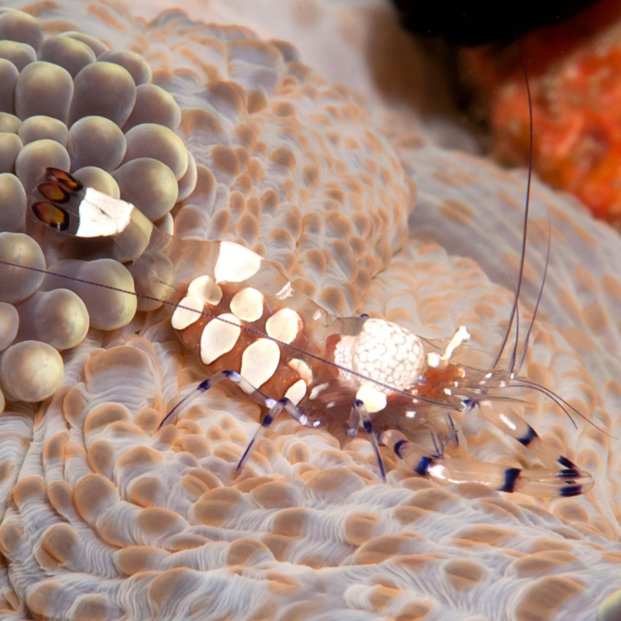 Anemone Shrimp – MosaicMacros