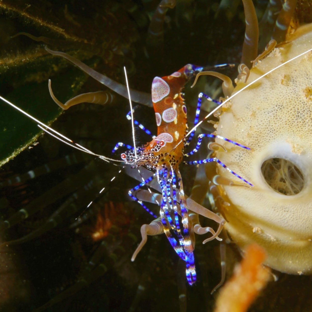 Anemone Shrimp – MosaicMacros
