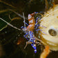 Spotted Anemone Cleaner Shrimp | Periclimenes yucatanicus