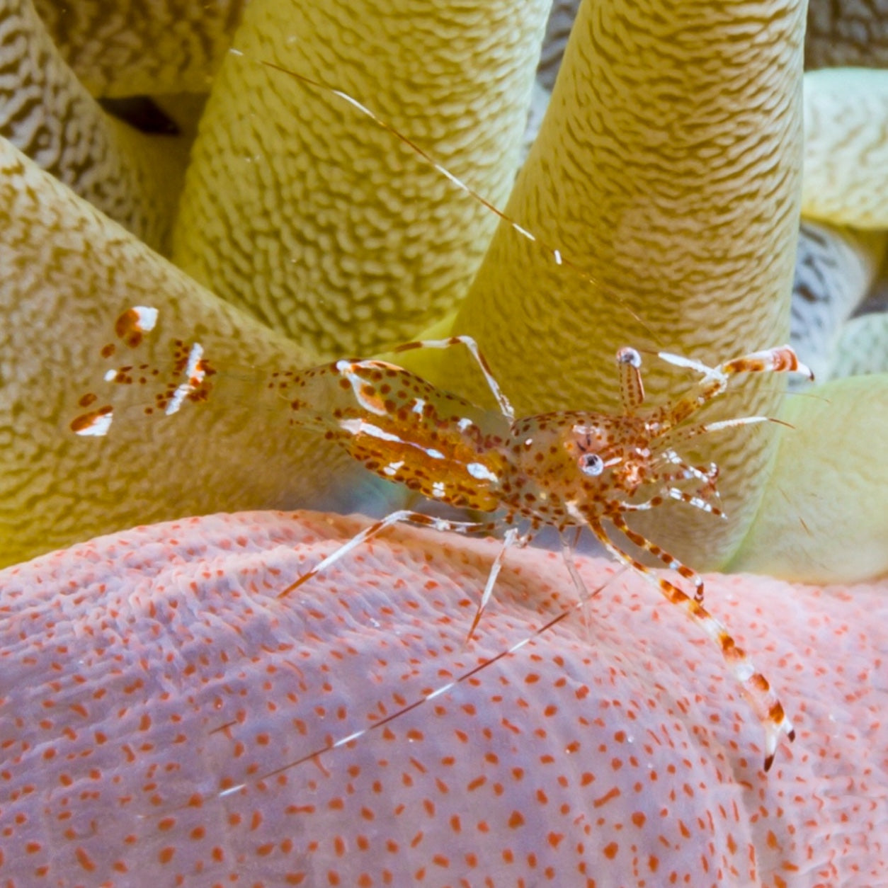 Anemone Shrimp – MosaicMacros