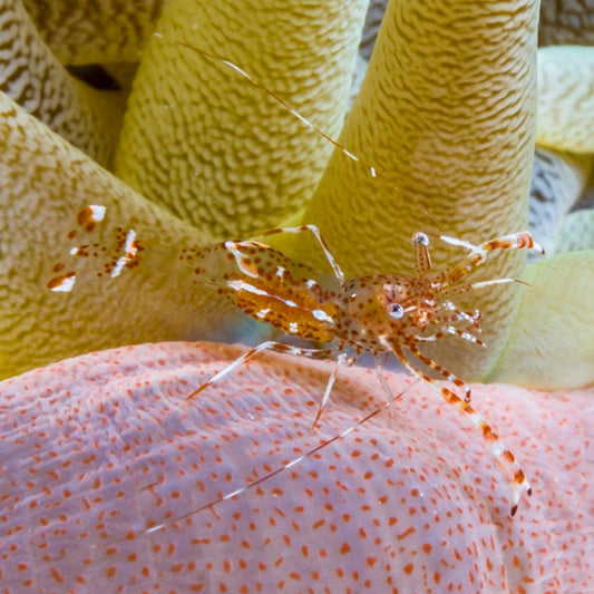 Sun Anemone Shrimp | Periclimenes rathbunae