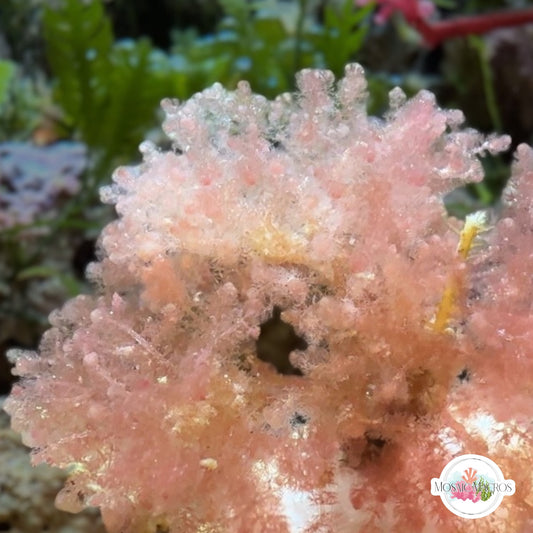 Pink Baby’s Breath Macroalgae | Unknown sp.