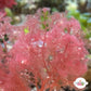 Flamingo Feather Macroalgae | Heterosiphonia gibbesii
