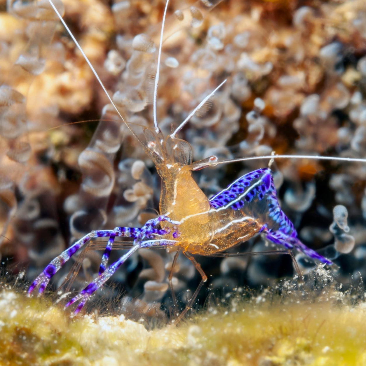 Anemone Shrimp – MosaicMacros