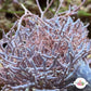 Thin Branching Coralline Macroalgae | Corallina sp.
