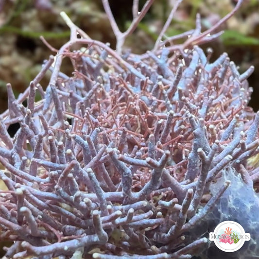 Thin Branching Coralline Macroalgae | Corallina sp.
