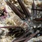 Sexy Ghost Anemone Shrimp | Thor manningi
