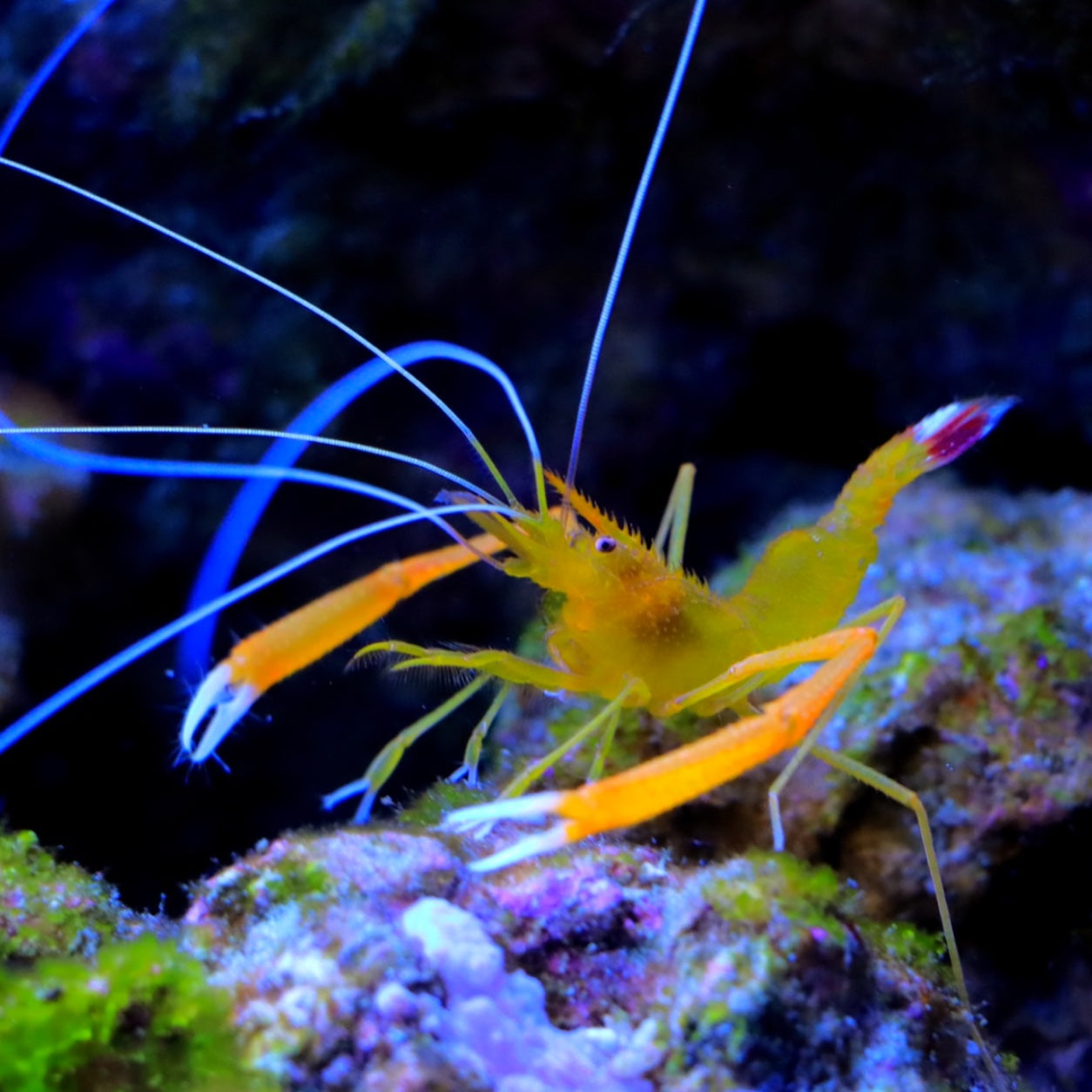 Gold Banded Coral Shrimp | Stenopus cyanoscelis