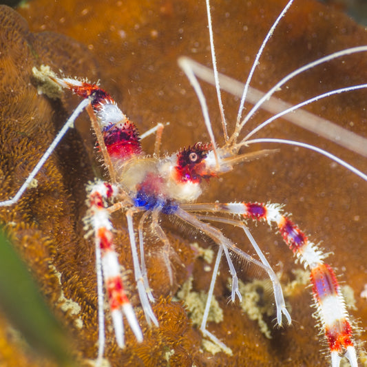 Banded Coral Shrimp | Stenopus hispidus
