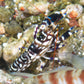 Tiger Pistol Shrimp | Alpheus bellulus