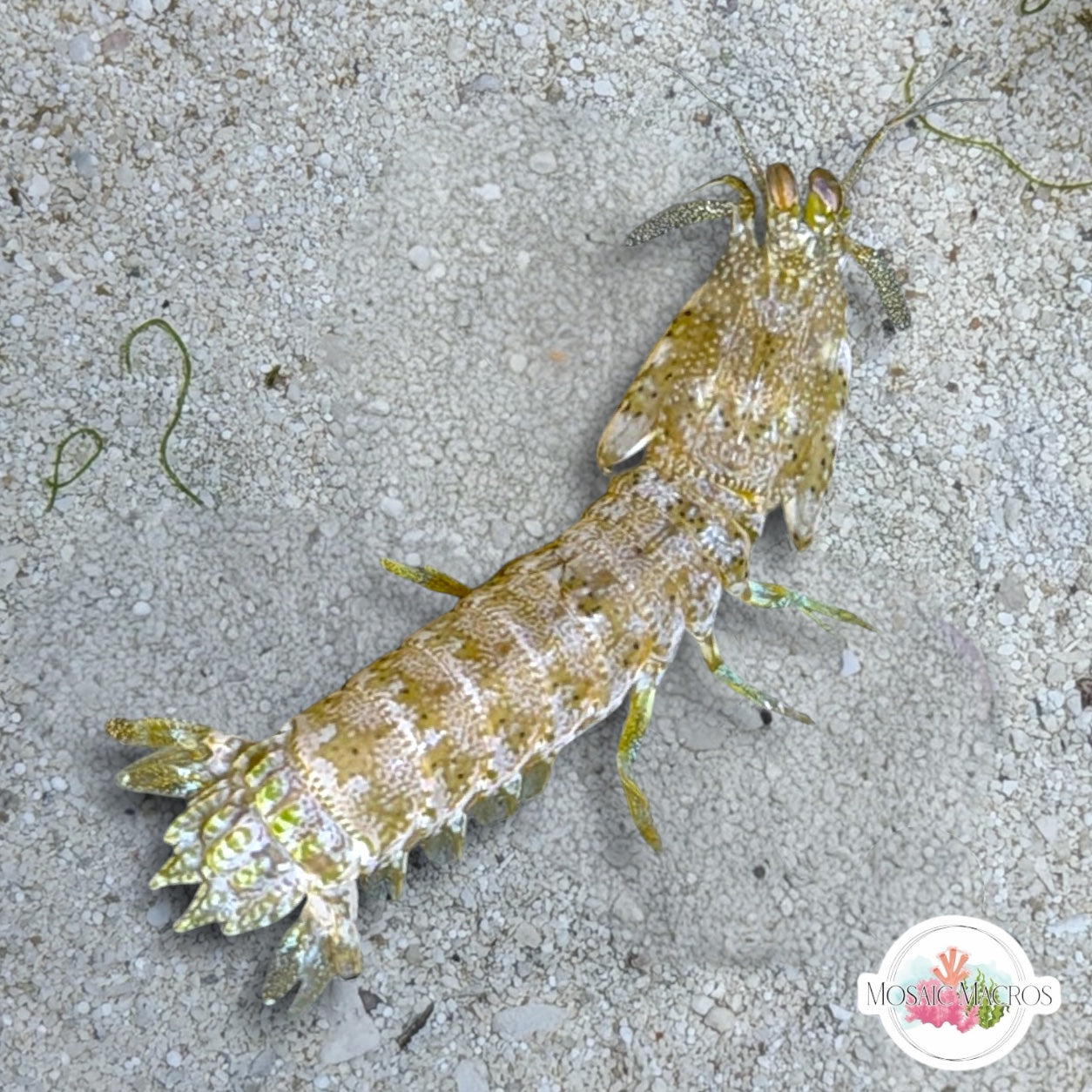 Swollenclaw Mantis Shrimp | Neogonodactylus oerstedii