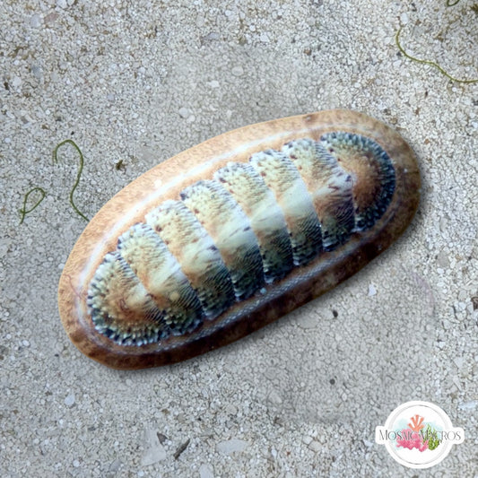 Slender Chiton | Stenoplax floridana