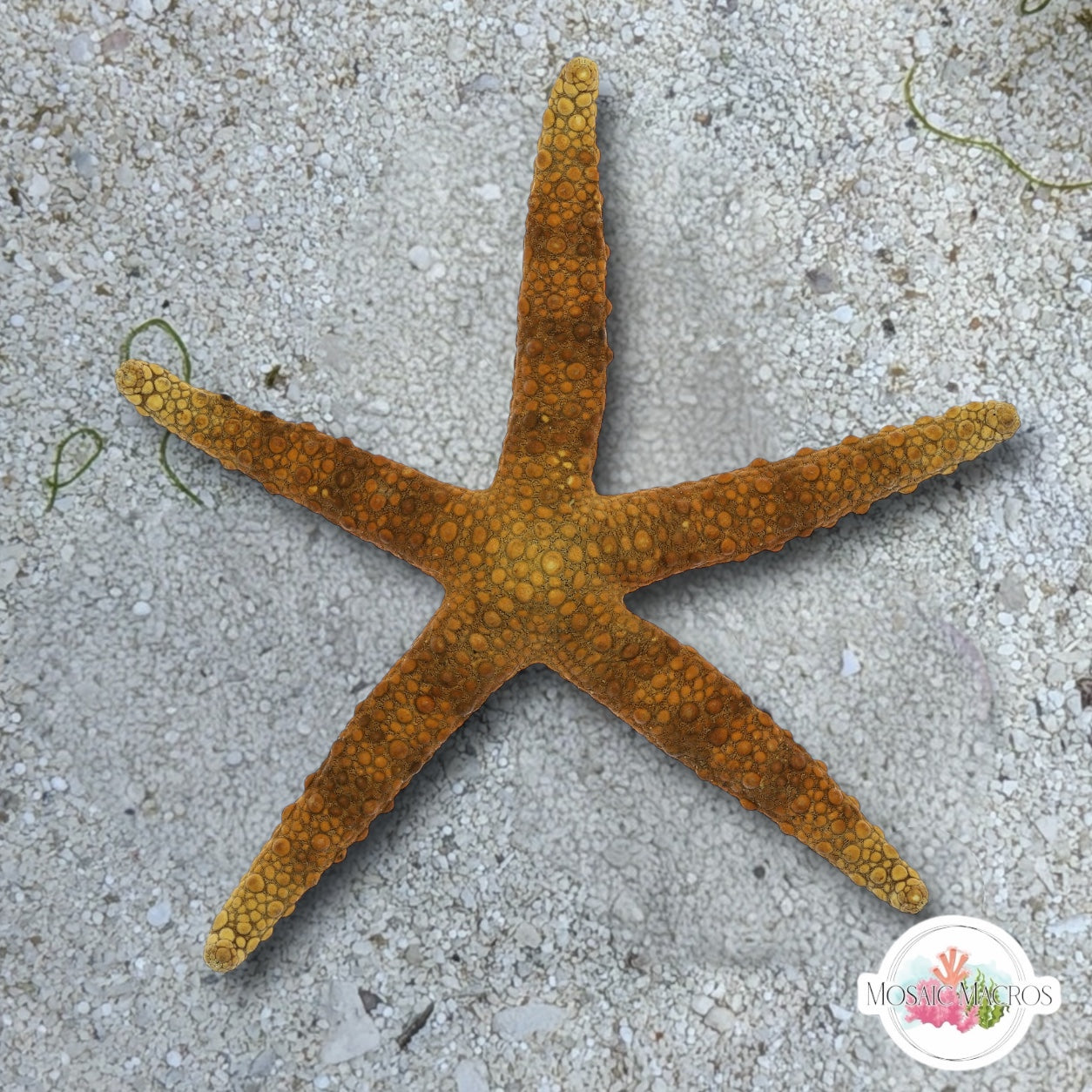 Pacific Jewel Starfish | Nardoa sp.