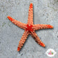 Mosaic Tile Starfish | Fromia monilis