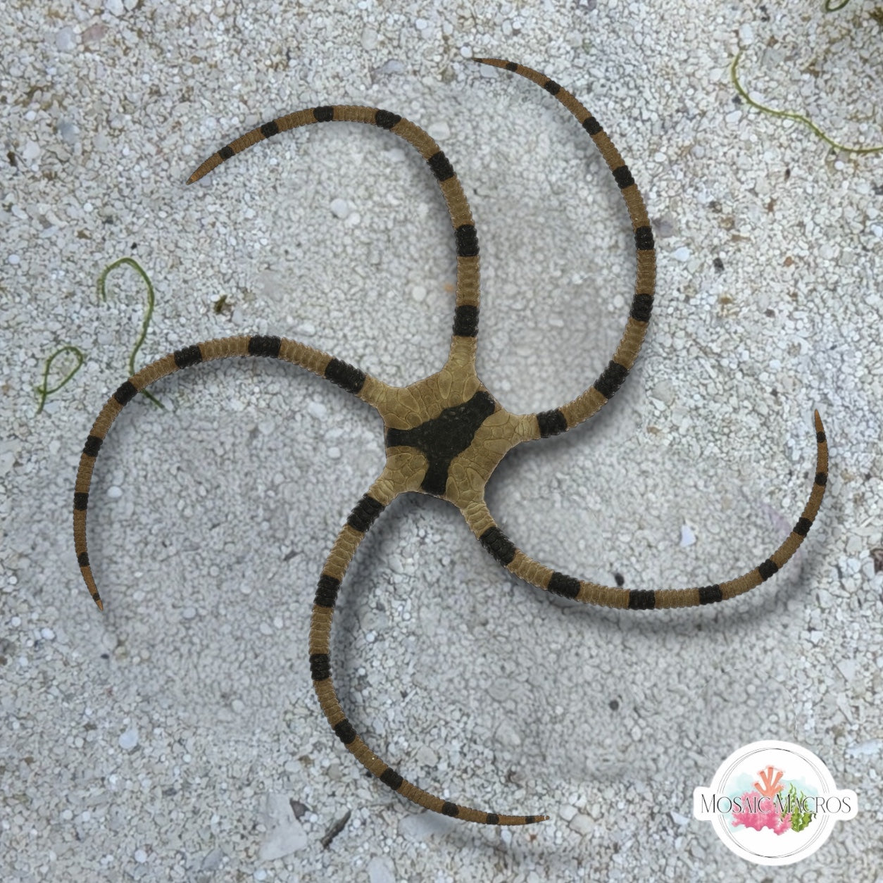 Zebra Serpent Star | Ophiolepis superba