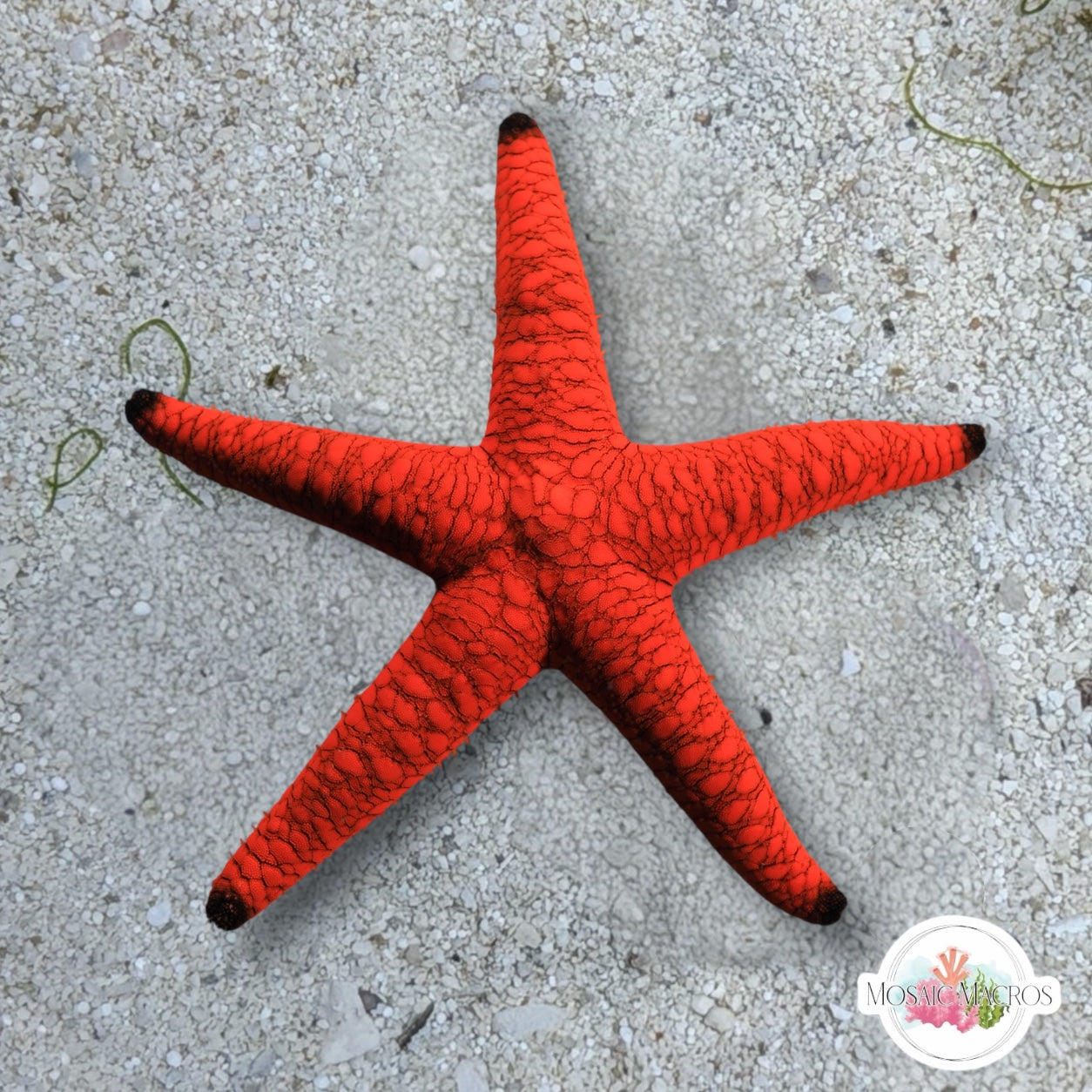 Indian Starfish | Fromia indica