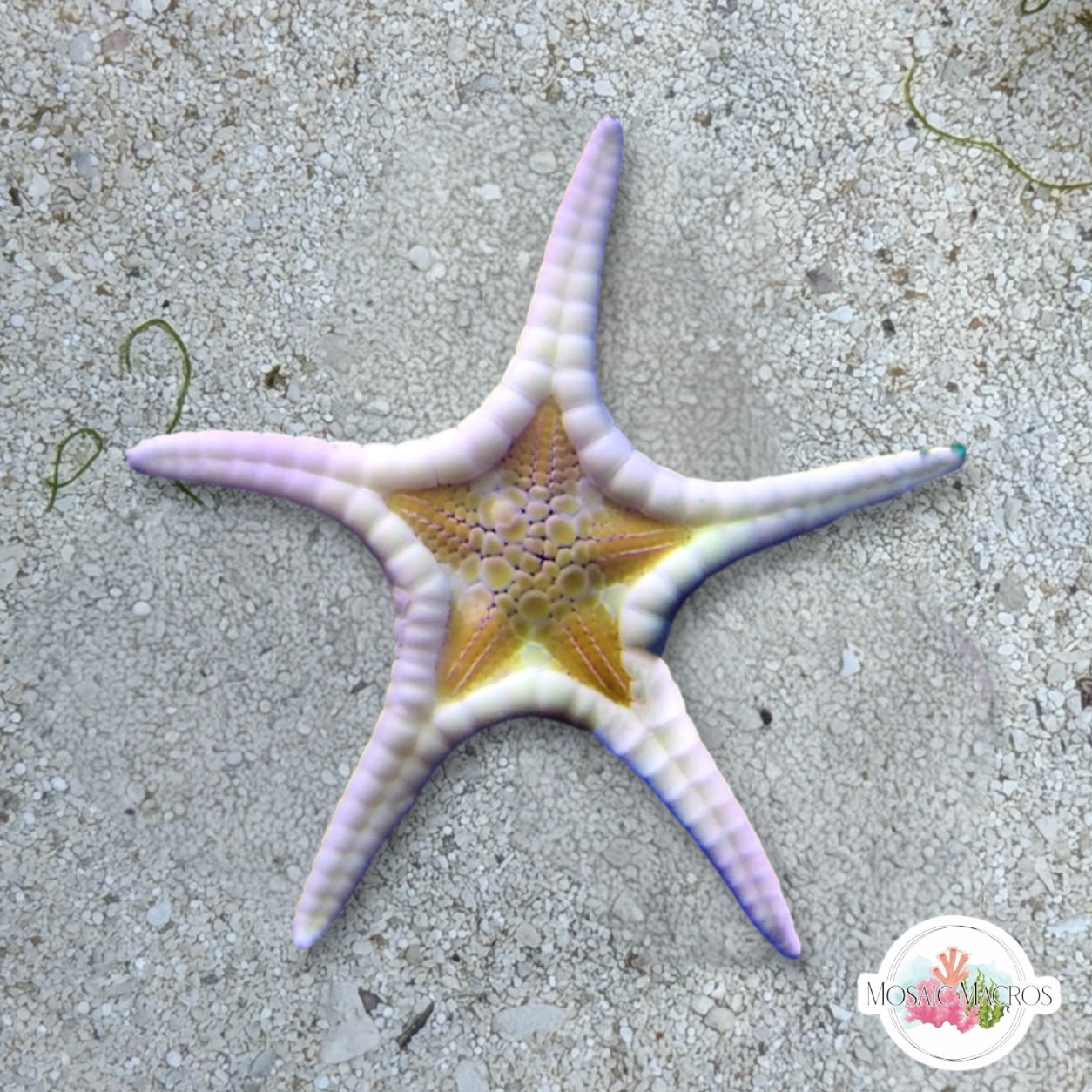 Double Tile Starfish | Iconaster longimanus
