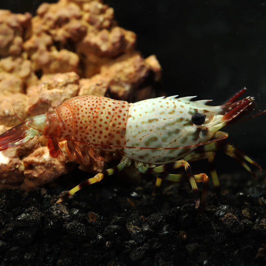 Marbled Pinecone Shrimp | Saron inermis
