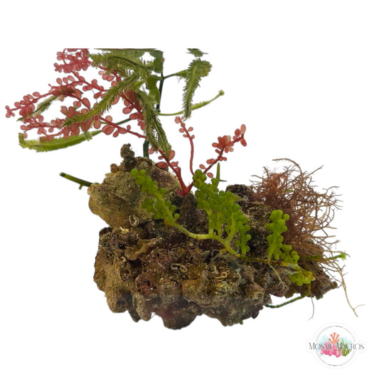 WYSWYG Red Grape, Purple Hypnea, & Caulerpa (Naturally Attached)