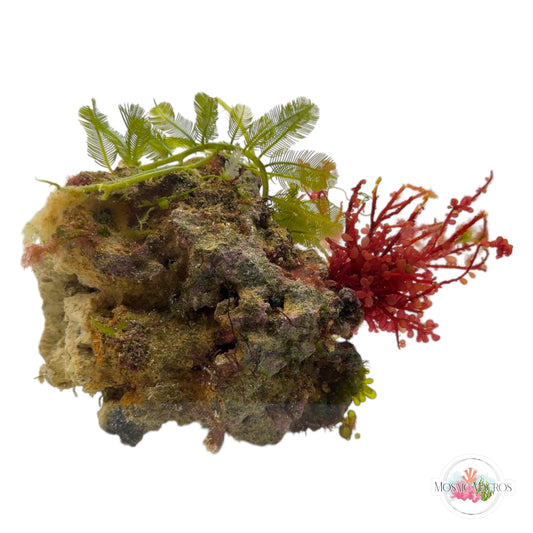 WYSWYG XL Red Grape & Caulerpa (Naturally Attached)