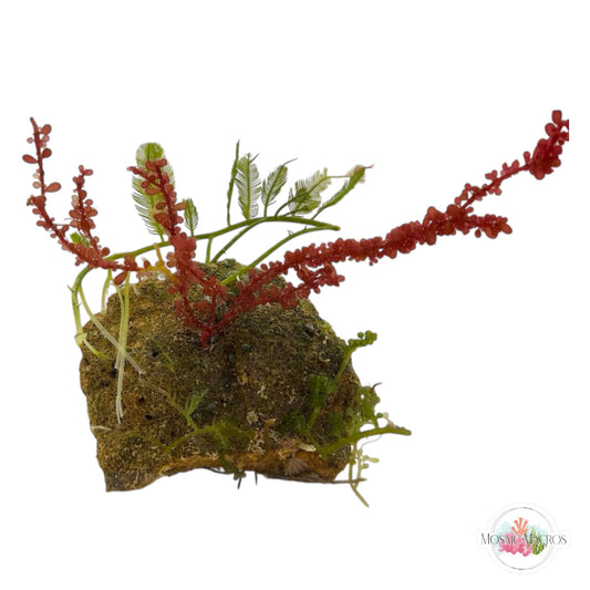 WYSWYG Red Grape & Caulerpa (Naturally Attached)