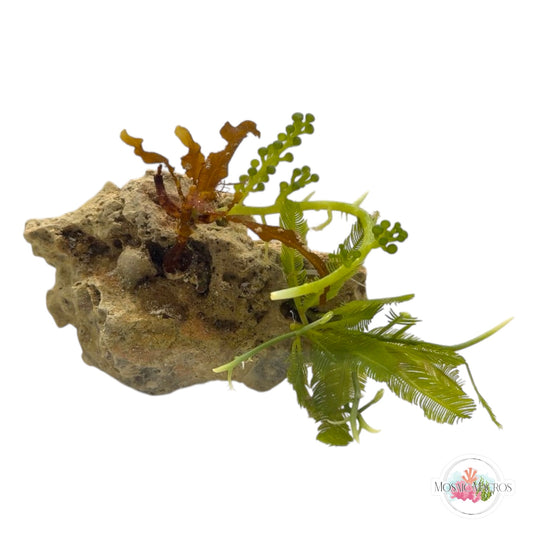 WYSWYG Sargassum & Caulerpa (Naturally Attached)