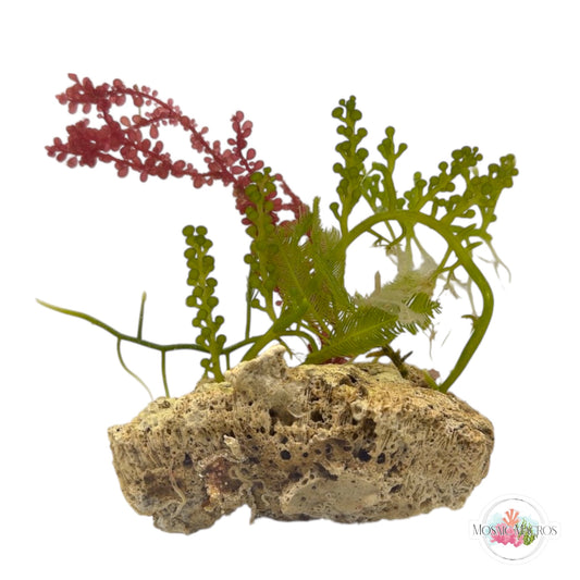 WYSWYG Red Grape & Caulerpa (Naturally Attached)