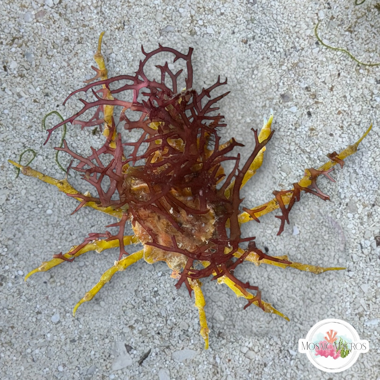 Gold Decorator Crab | Marcocoeloma sp.