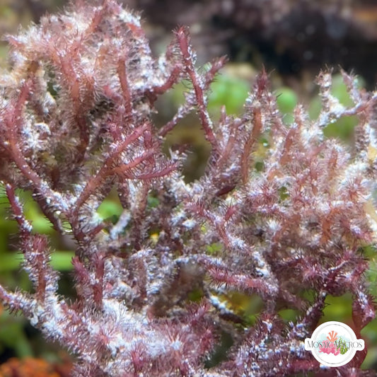 Fuzzy Antler Macroalgae | Digenea simplex