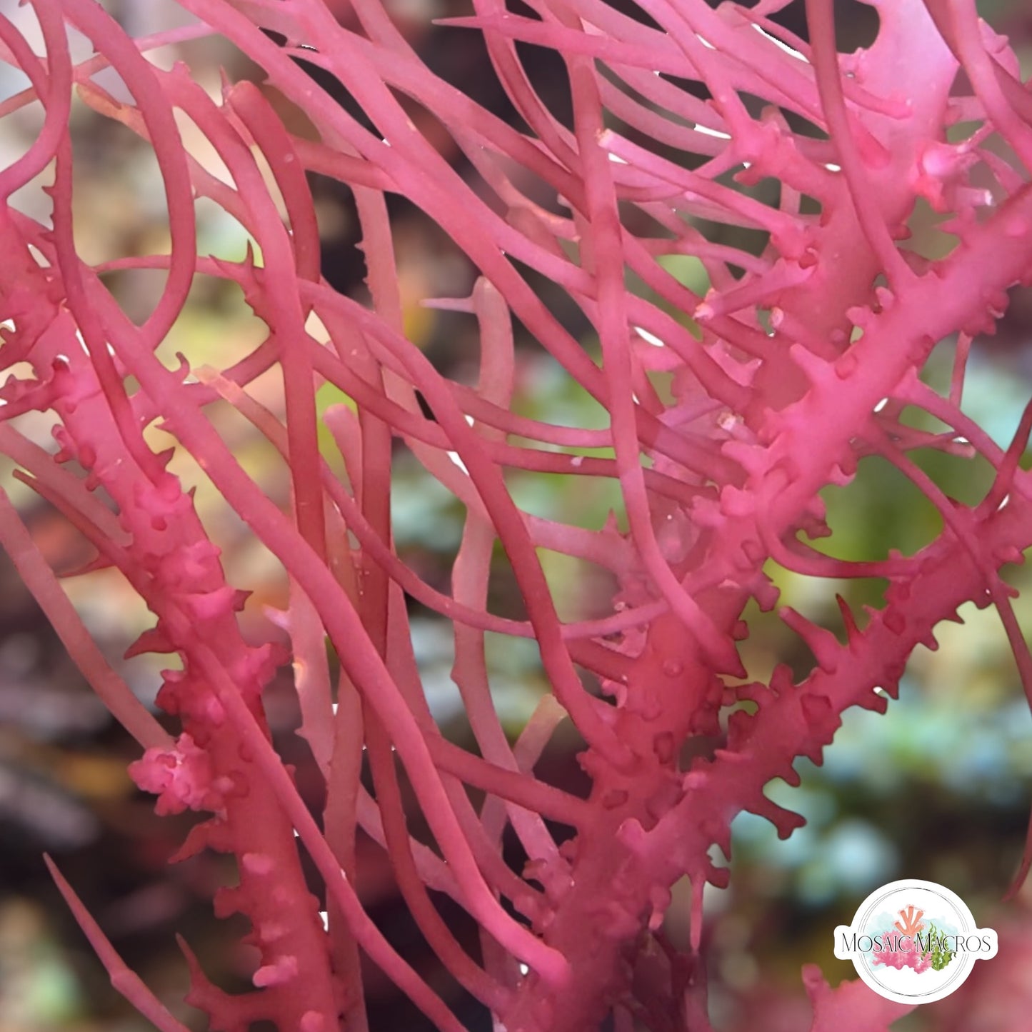 Corky Whip Gracilaria Macroalgae | Gracilaria sp.
