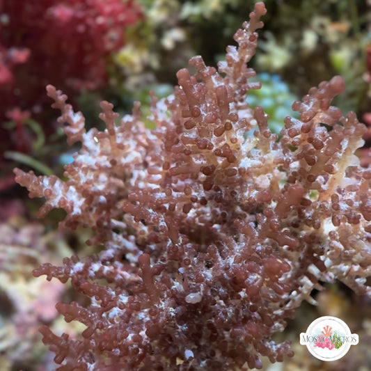 Corky Brown Laurencia Macroalgae | Laurencia sp.