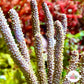 Purple Candelabra Gorgonian | Plexaura flexuosa