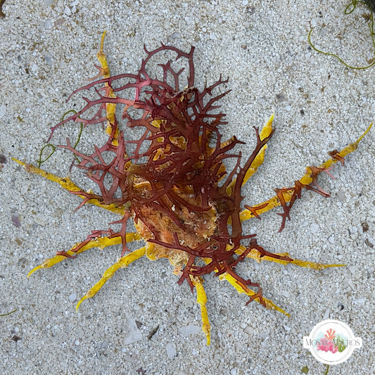 Gold Decorator Crab | Marcocoeloma sp.