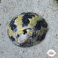 Zebra Top Snail | Cittarium pica