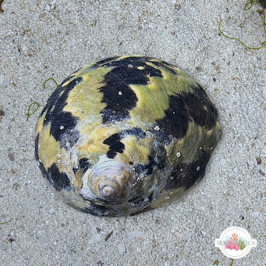 Zebra Top Snail | Cittarium pica