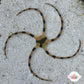 Zebra Serpent Star | Ophiolepis superba