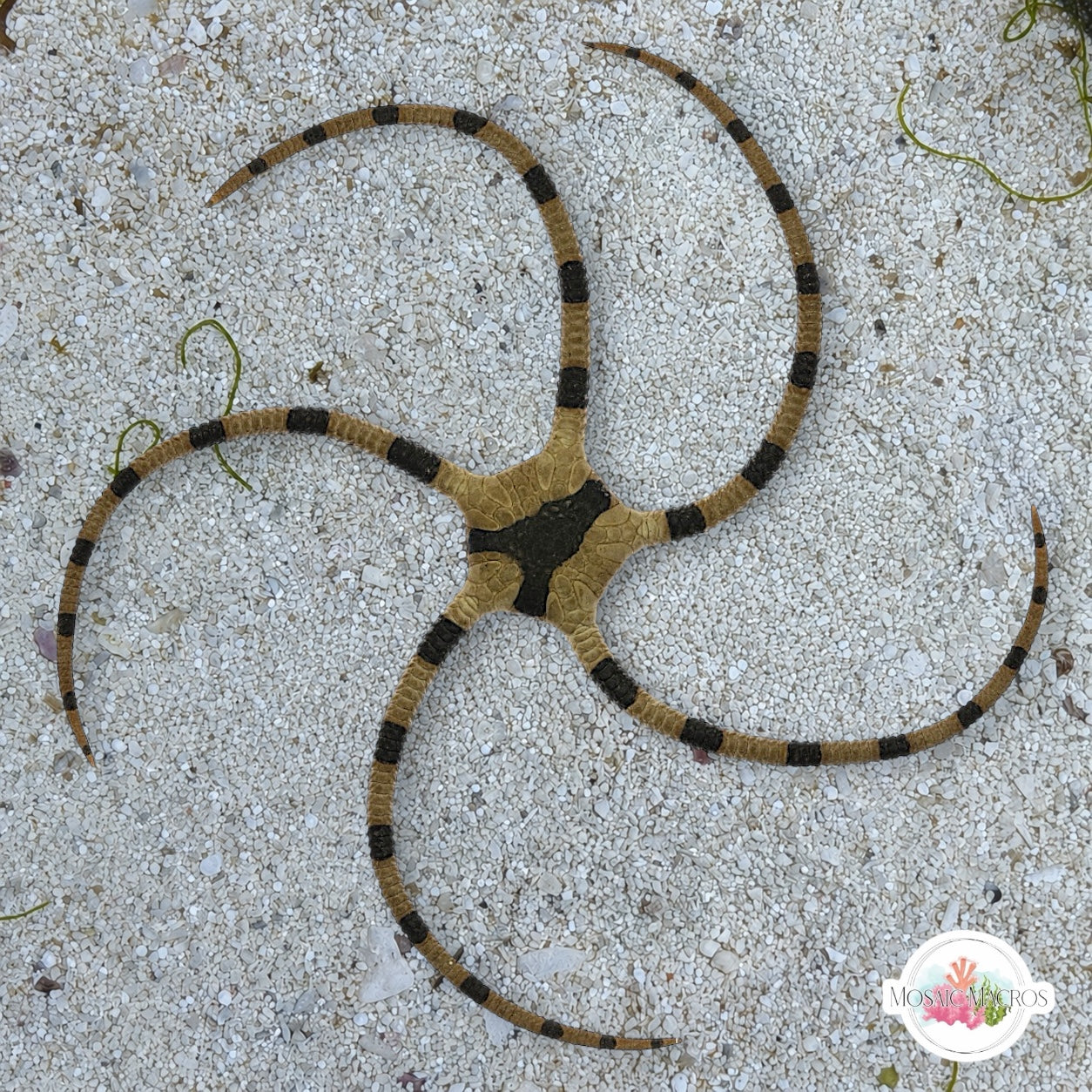 Zebra Serpent Star | Ophiolepis superba