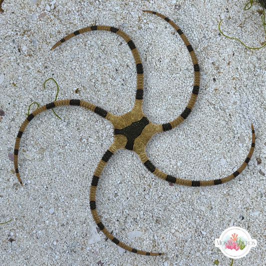 Zebra Serpent Star | Ophiolepis superba
