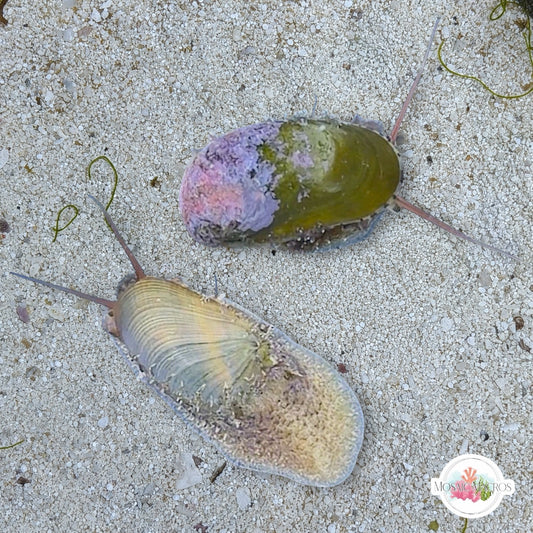 Stomatella Snail | Stomatella impertusa