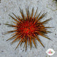 Reef Urchin | Echinometra viridis