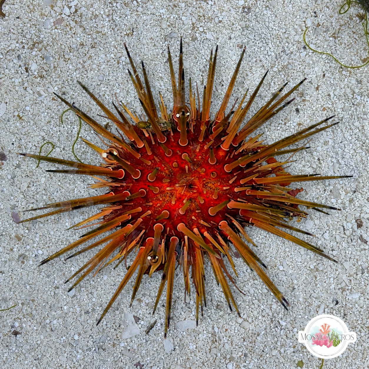 Reef Urchin | Echinometra viridis