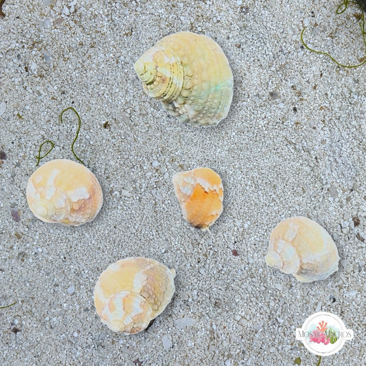 Mini Chestnut Turban Snail | Turbo castanea