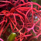Red Tongue Algae | Gracilaria sp.