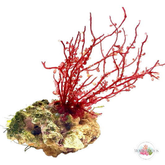 WYSWYG Caulerpa & Red Grape