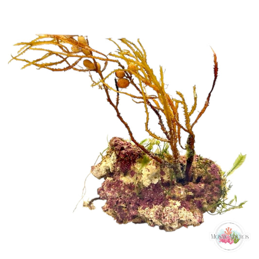 WYSWYG Caulerpa & Sargassum