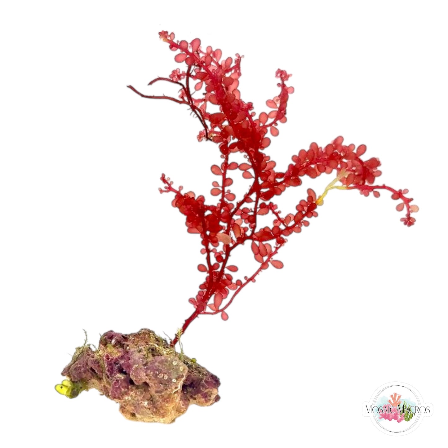 WYSWYG Caulerpa & Red Grape