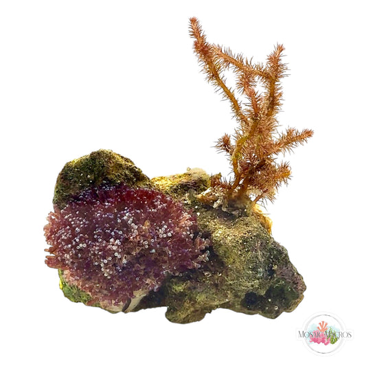 WYSWYG Iridescent Laurencia & Fuzzy Antler
